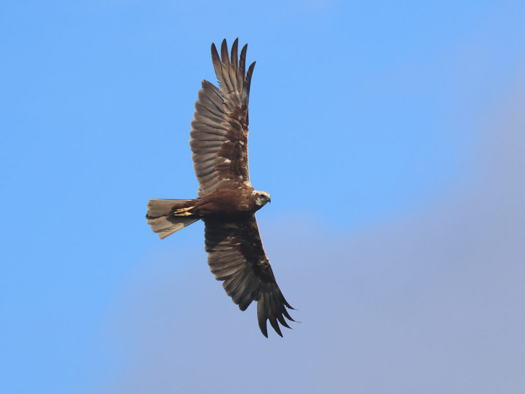 Brun kärrhök (Marsh Harrier) vid Lilla Holmsjön, Borlänge