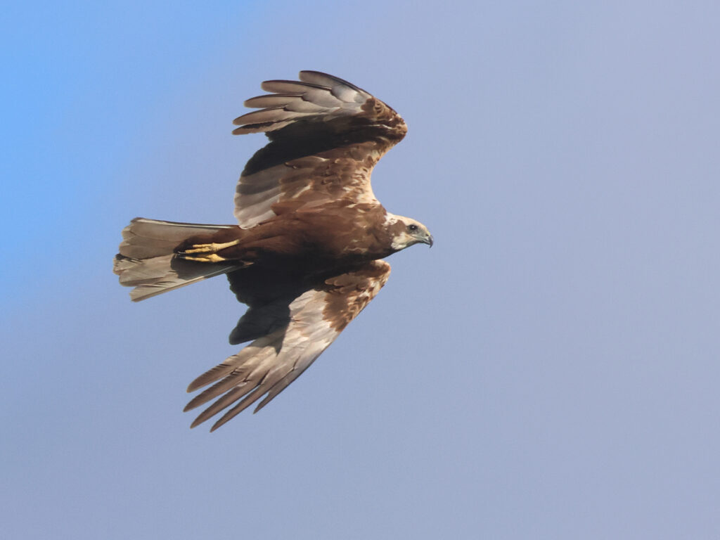 Brun kärrhök (Marsh Harrier) vid Lilla Holmsjön, Borlänge