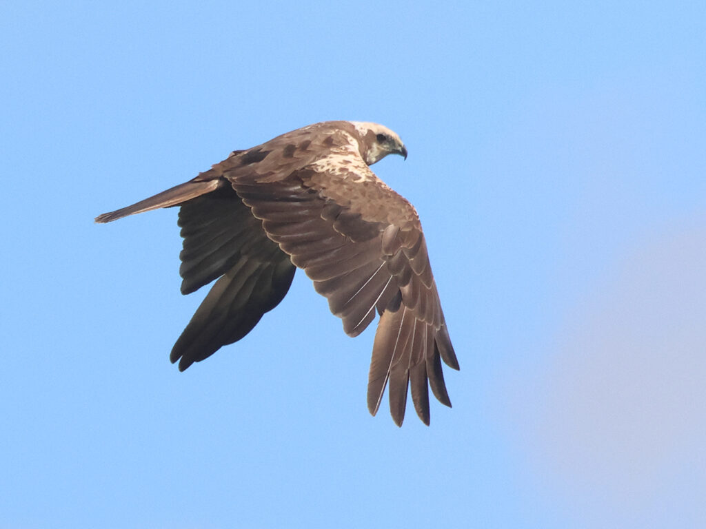 Brun kärrhök (Marsh Harrier) vid Lilla Holmsjön, Borlänge