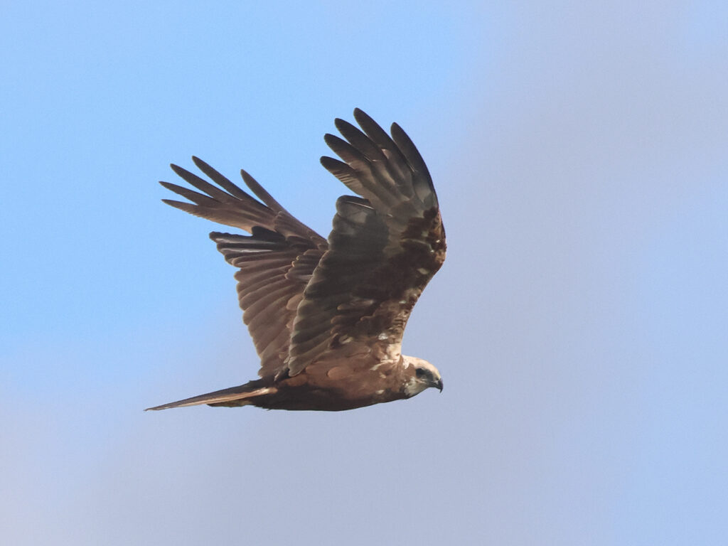 Brun kärrhök (Marsh Harrier) vid Lilla Holmsjön, Borlänge