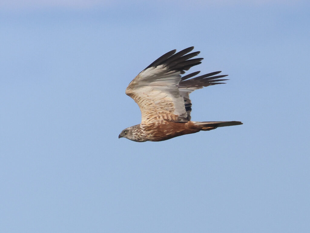 Brun kärrhök (Marsh Harrier) vid Norra Häljeröd, Skåne