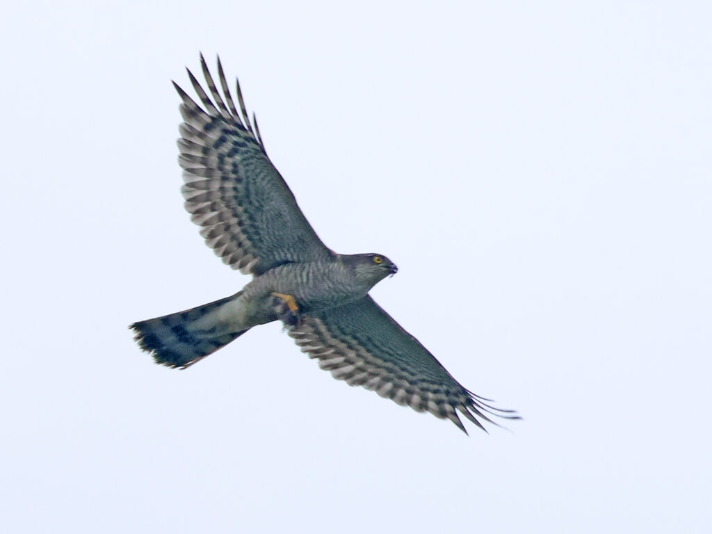 Duvhök (Gowhawk) vid Mudderdammen, Torslandaviken, Göteborg