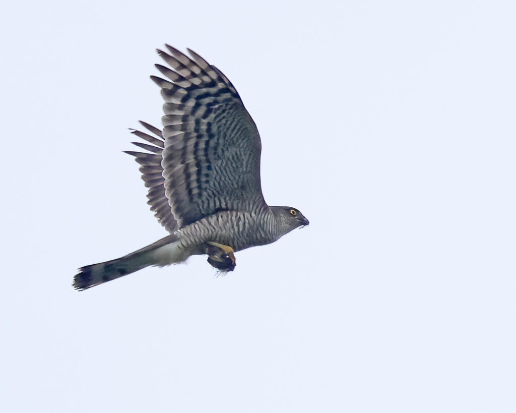 Duvhök (Gowhawk) vid Mudderdammen, Torslandaviken, Göteborg