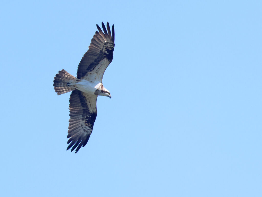 Fiskgjuse (Osprey) vid Syrhåladammen, Torslandaviken, Göteborg