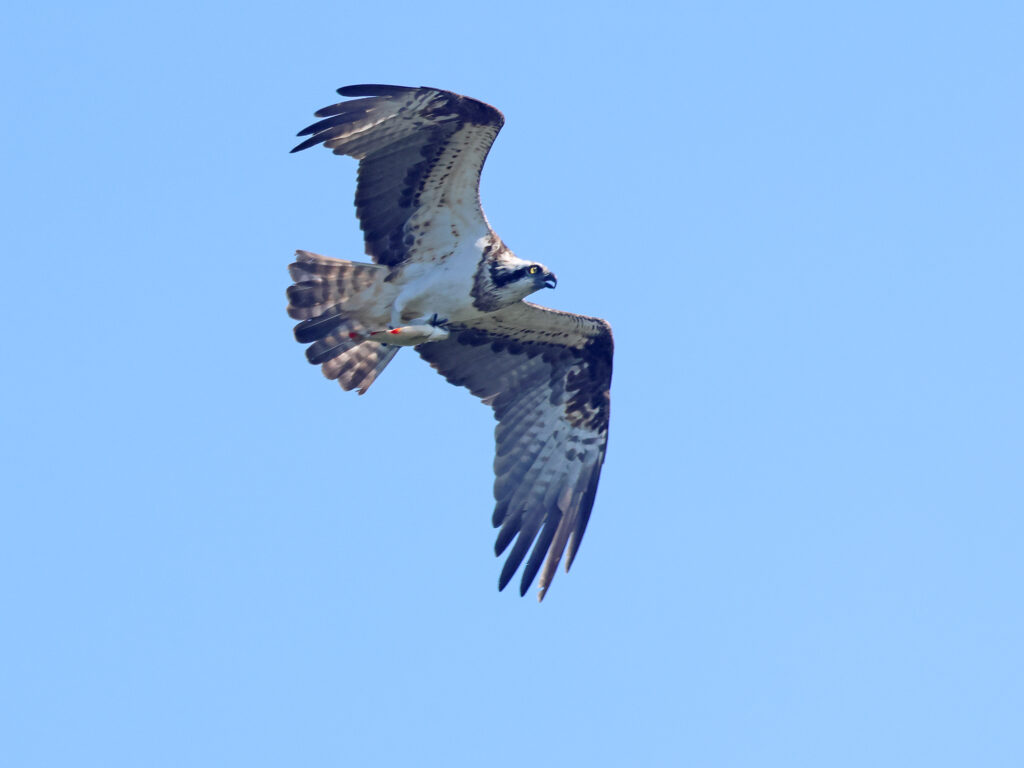 Fiskgjuse (Osprey) vid Syrhåladammen, Torslandaviken, Göteborg