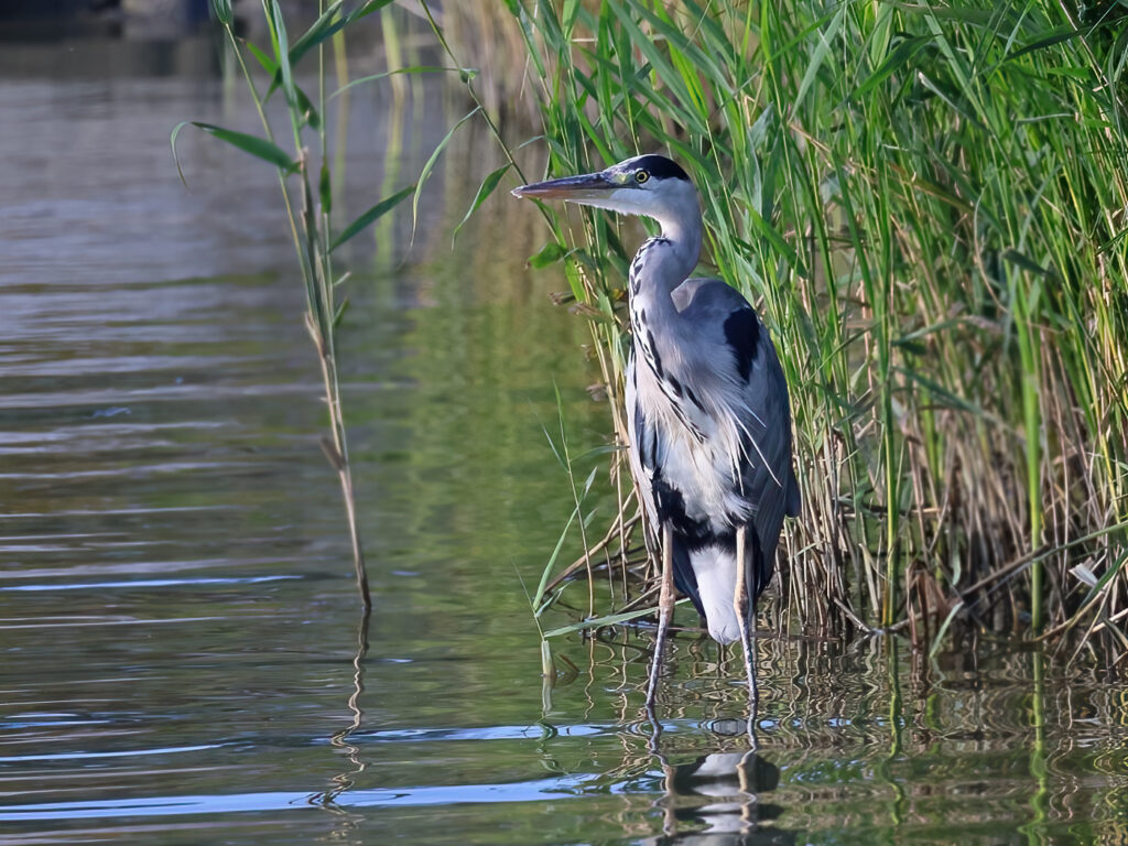 Gråhäger (Grey Heron) vid Torslandaviken, Göteborg