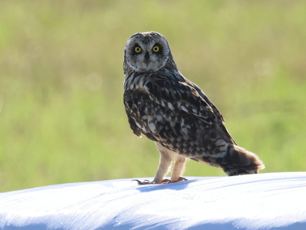 Jorduggla (Short-eared Owl) nära Rudängsmyrans våtmerk i Borlänge