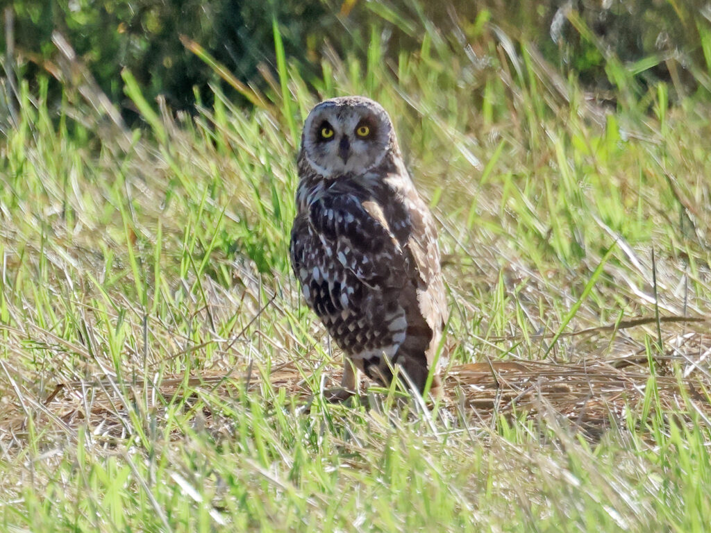 Jorduggla (Short-eared Owl) nära Rudängsmyrans våtmerk i Borlänge