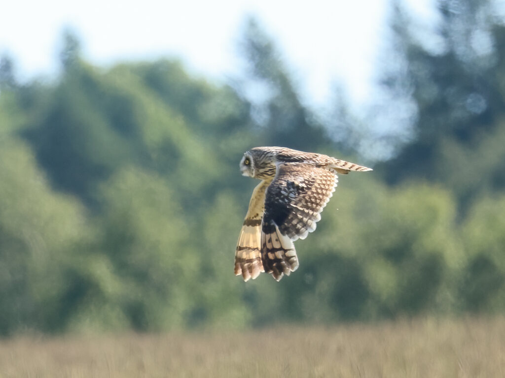 Jorduggla (Short-eared Owl) nära Rudängsmyrans våtmerk i Borlänge