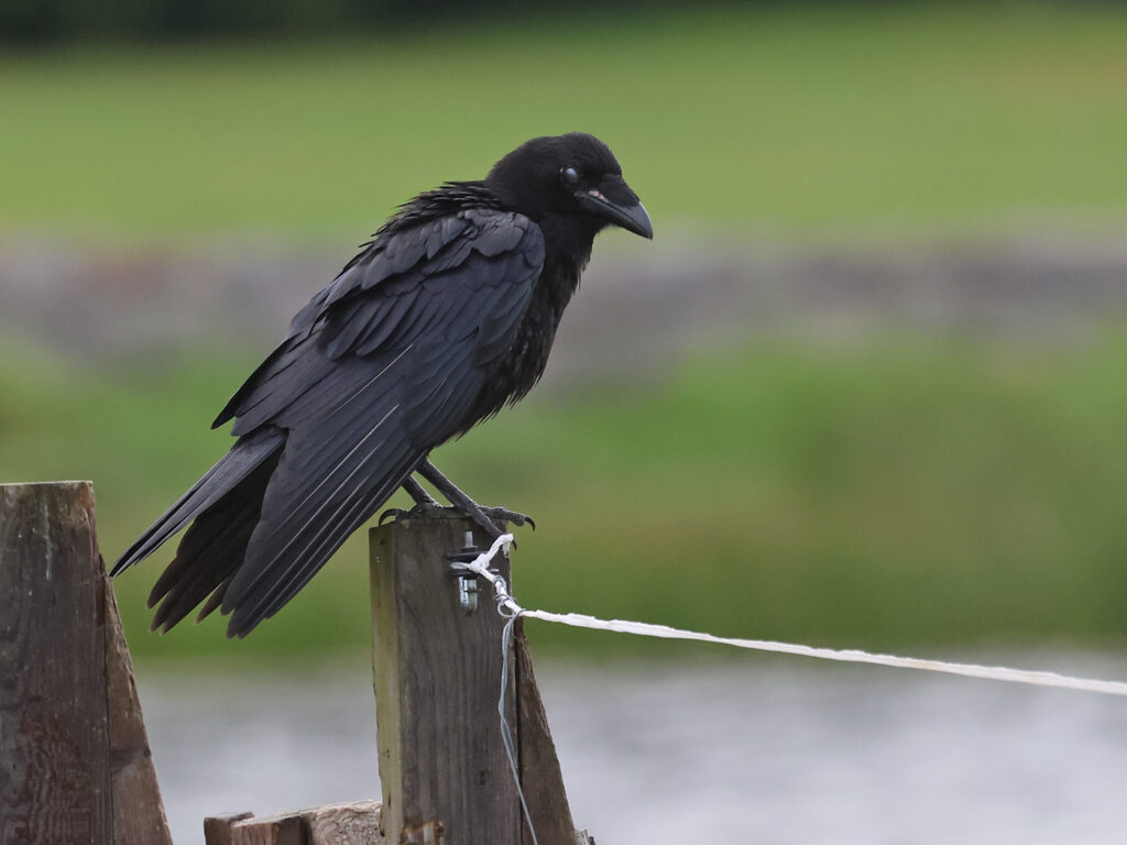 Korp (Raven) vid Stora Amundö söder om Göteborg