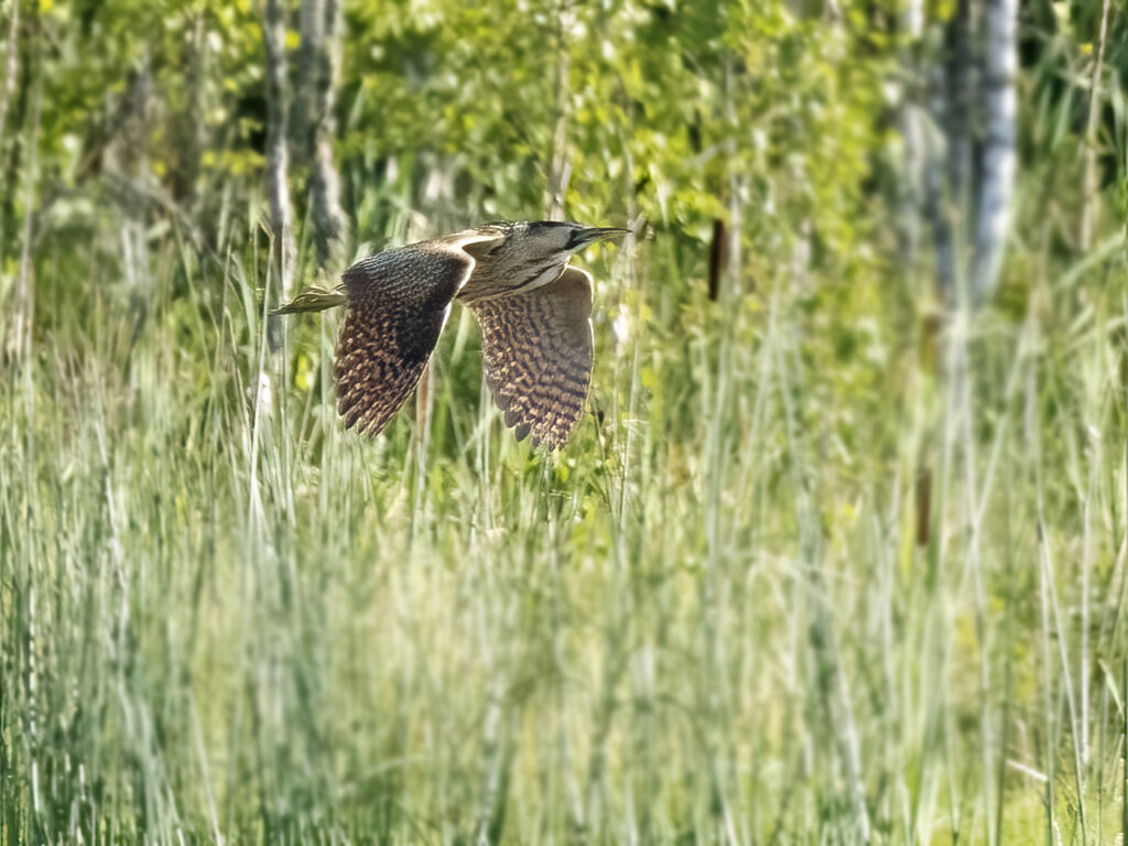 Rördrom (Eurasian Bittern) vid Lilla Holmsjön, Borlänge