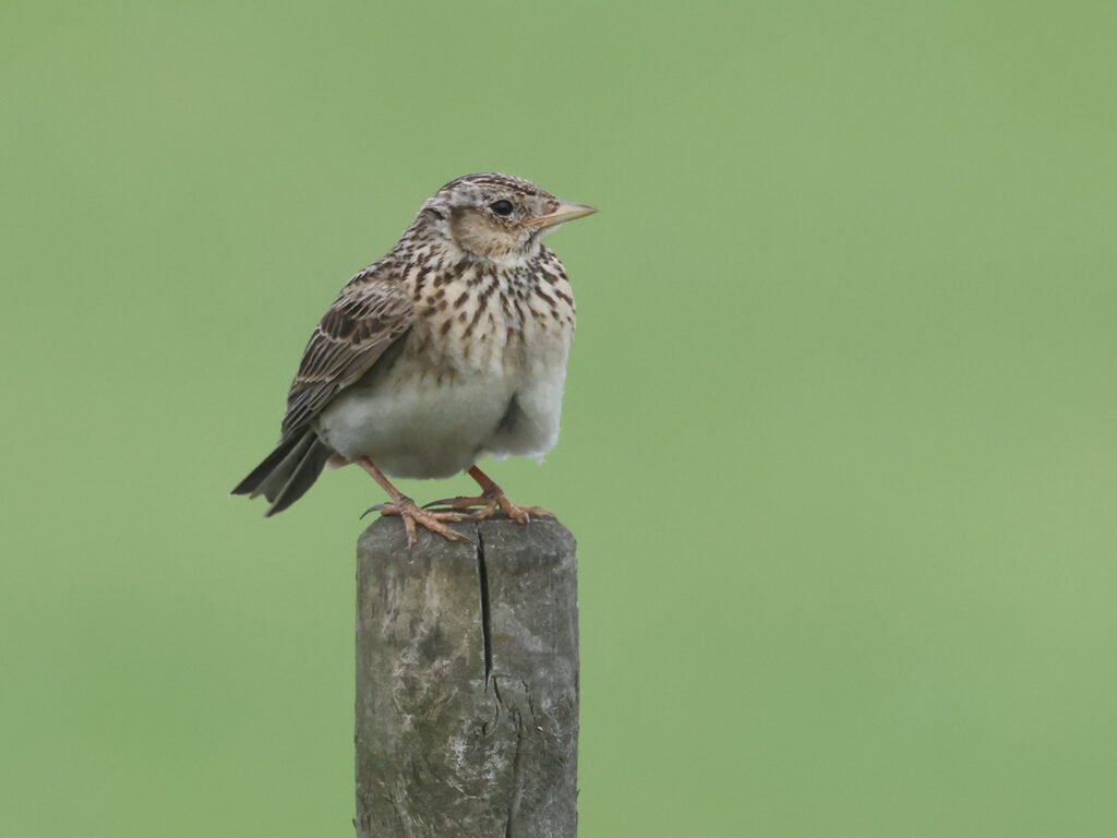 Sånglärka (Skylark) vid Munkagårdsfloen i Halland