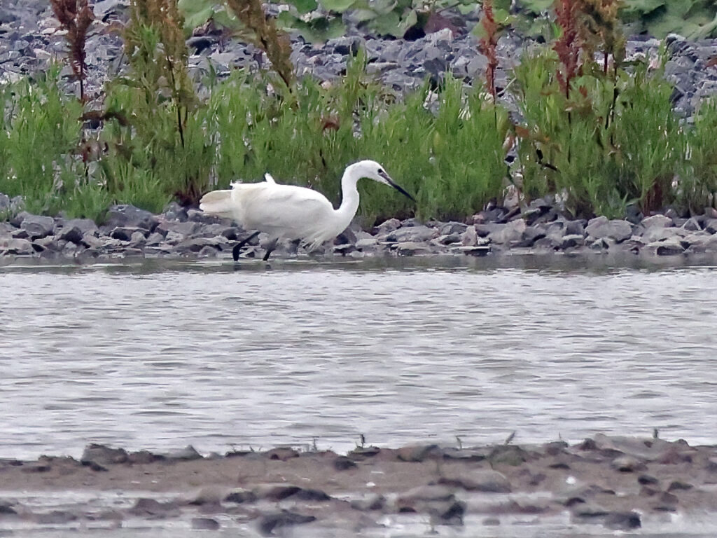 Silkeshäger (Little Egret Heron) vid Mudderdammen, Torslandaviken