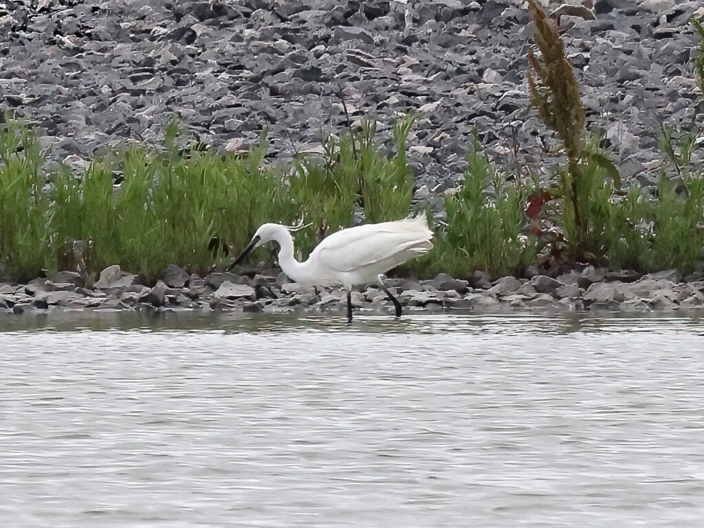 Silkeshäger (Little Egret Heron) vid Mudderdammen, Torslandaviken