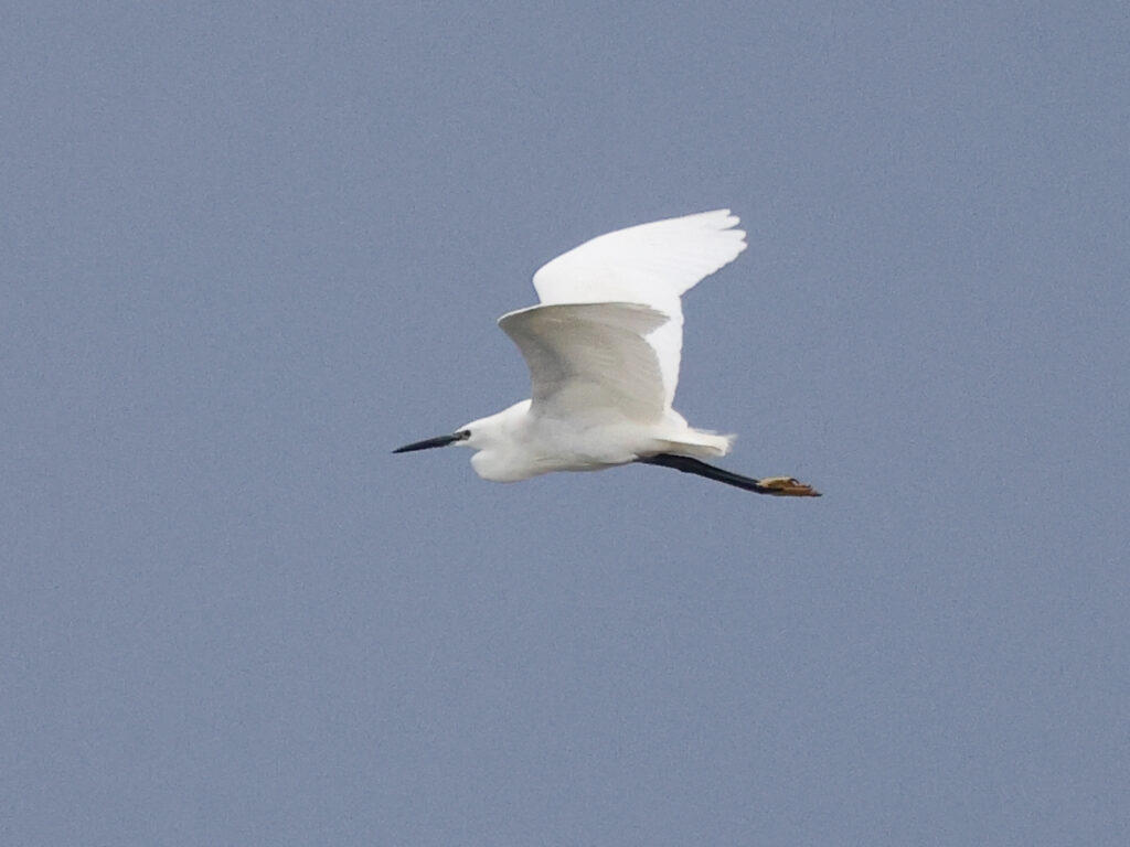 Silkeshäger (Little Egret Heron) vid Mudderdammen, Torslandaviken