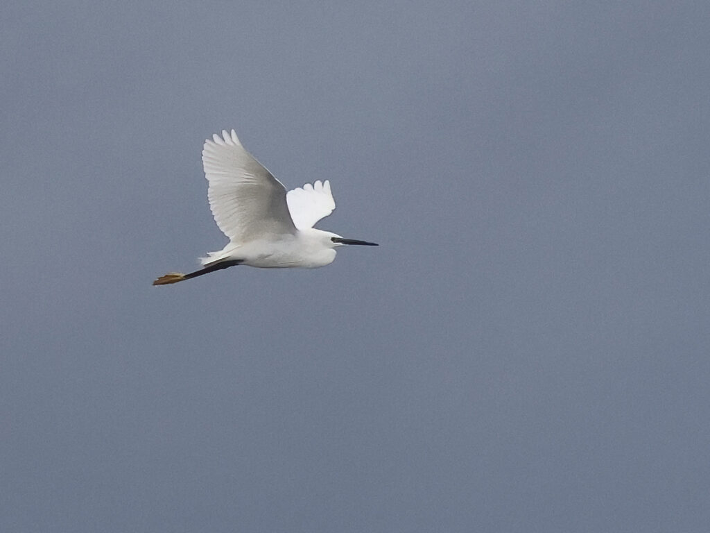 Silkeshäger (Little Egret Heron) vid Mudderdammen, Torslandaviken