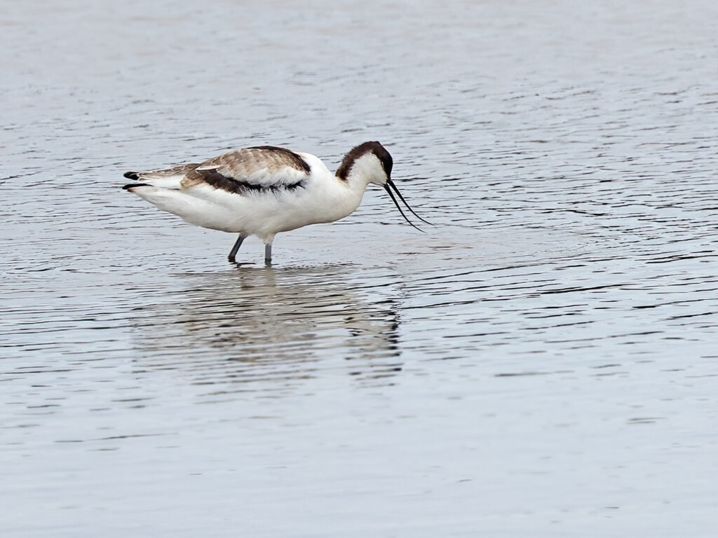 Skärfläcka - Recurvitostra avosetta - Avocet vid Båtafjorden, Halland