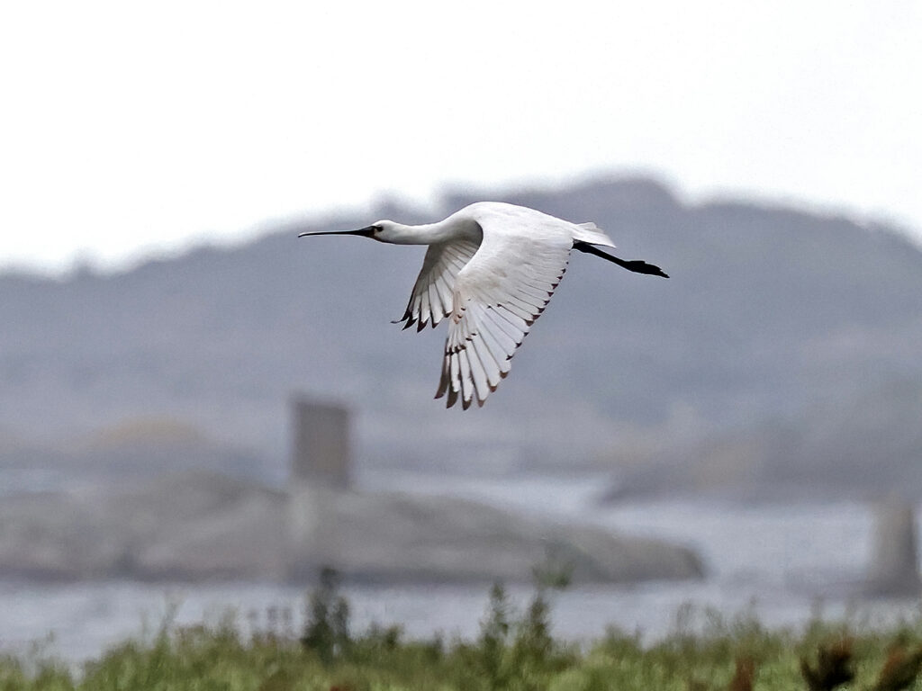 Skedstork (Spoonbill) vid Torslandaviken utanför Göteborg