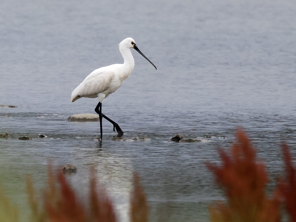 Skedstork (Spoonbill) vid Torslandaviken utanför Göteborg