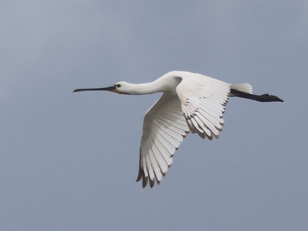 Skedstork (Spoonbill) vid Torslandaviken utanför Göteborg