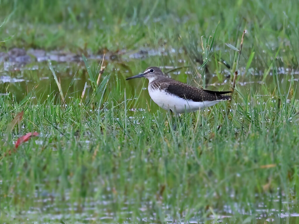 Skogssnäppa (Green Sandpiper) vid Stora Amundö, Göteborg