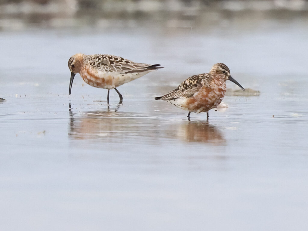 Spovsnäppa (Curlew Sandpiper) vid Torslandaviken, Göteborg