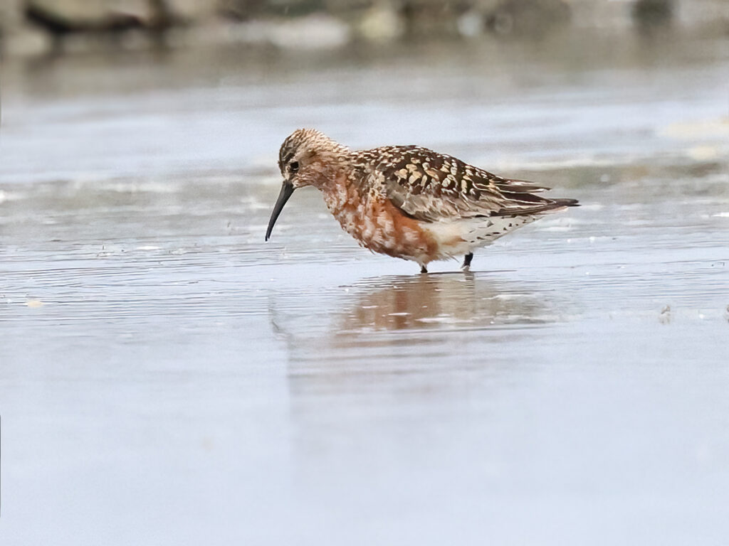 Spovsnäppa (Curlew Sandpiper) vid Torslandaviken, Göteborg