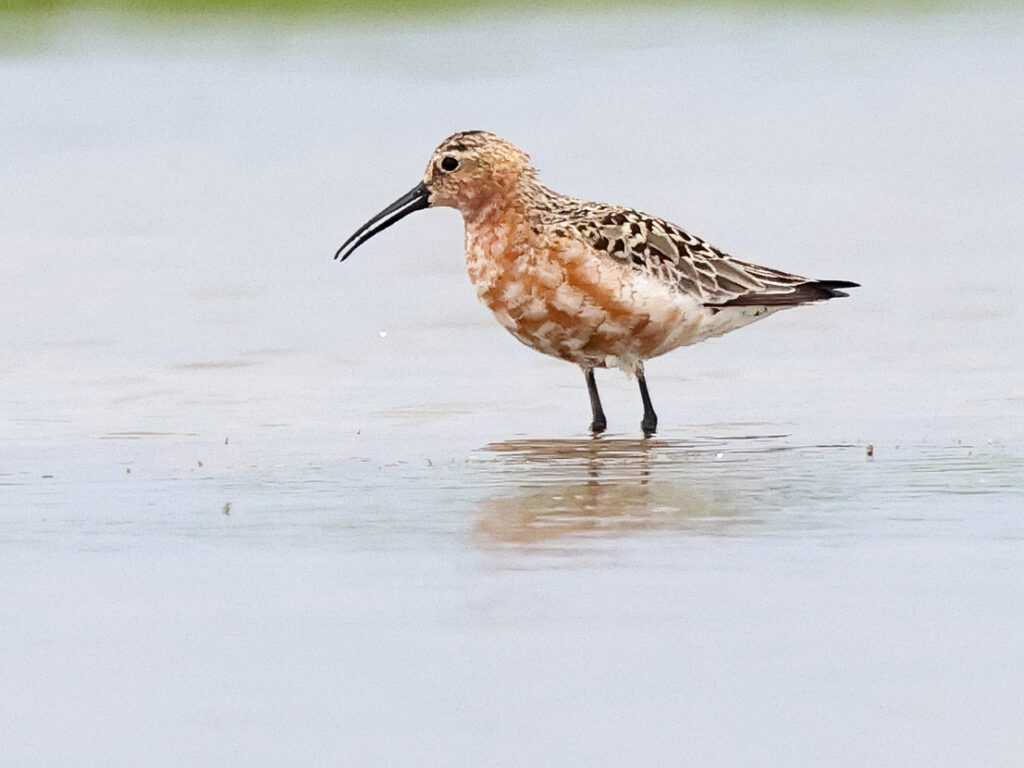 Spovsnäppa (Curlew Sandpiper) vid Torslandaviken, Göteborg