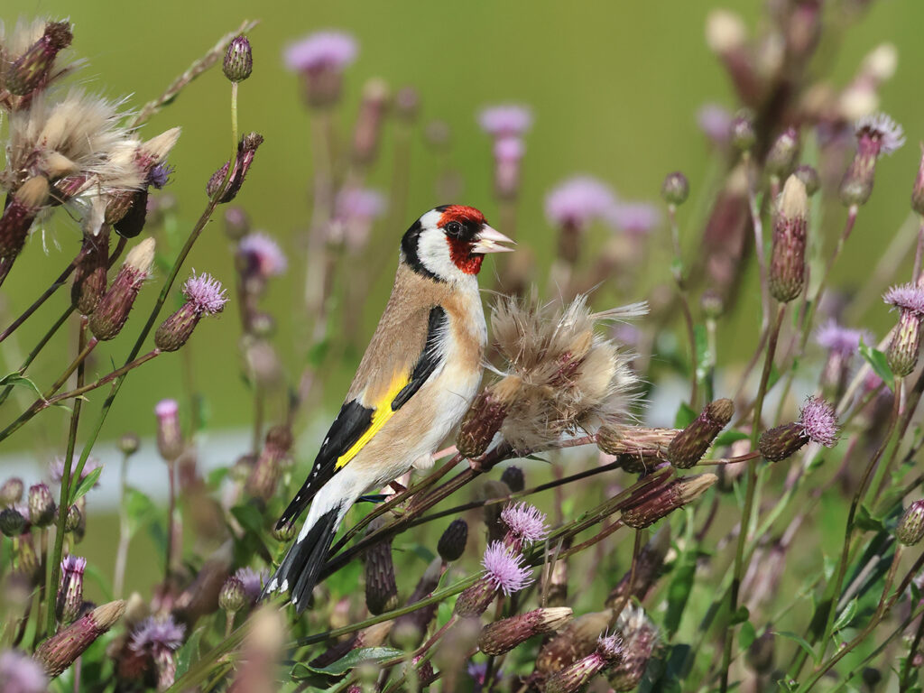 Steglits (Common Goldfinch) vid Stora Amundö söder om Göteborg