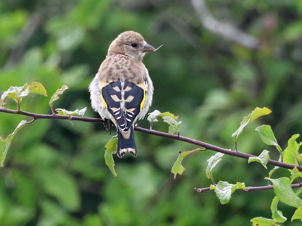 Steglits (Common Goldfinch) vid Stora Amundö söder om Göteborg