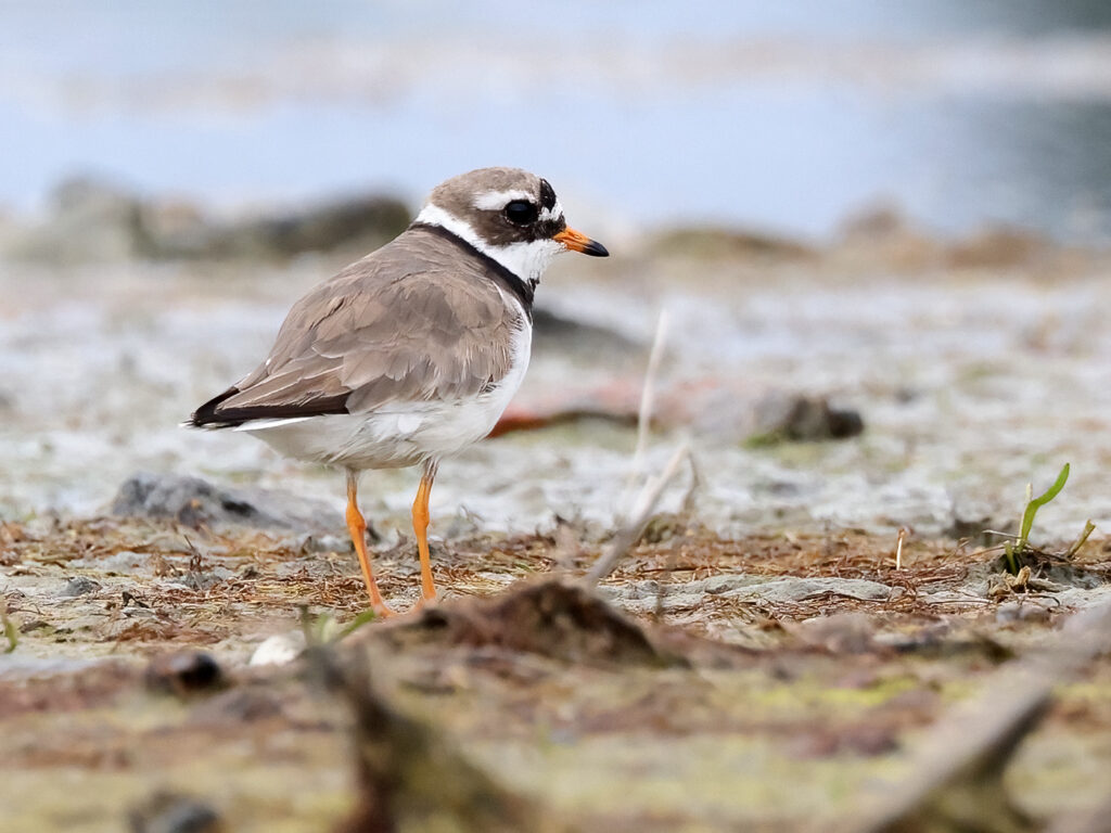 Större strandpipare (Ringed Plover) vid Torslandaviken, Göteborg