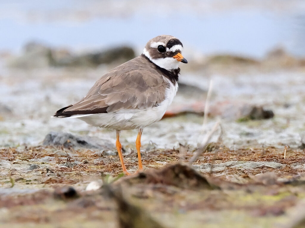 Större strandpipare (Ringed Plover) vid Torslandaviken, Göteborg