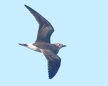 Svartvingad vadarsvala (Black-winged Pratincole) vid Norra Häljaröd, Skåne