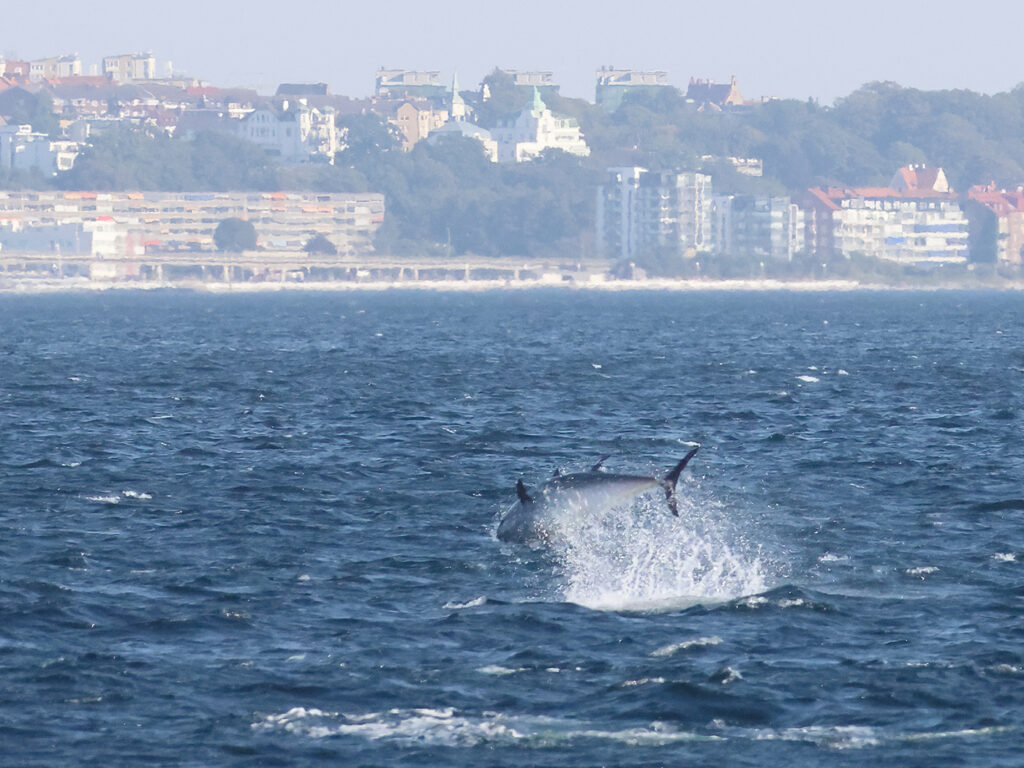 Blåfenad tonfisk (Atlantic bluefin tuna) i Öresund mellan Helsingborg och Helsingör.