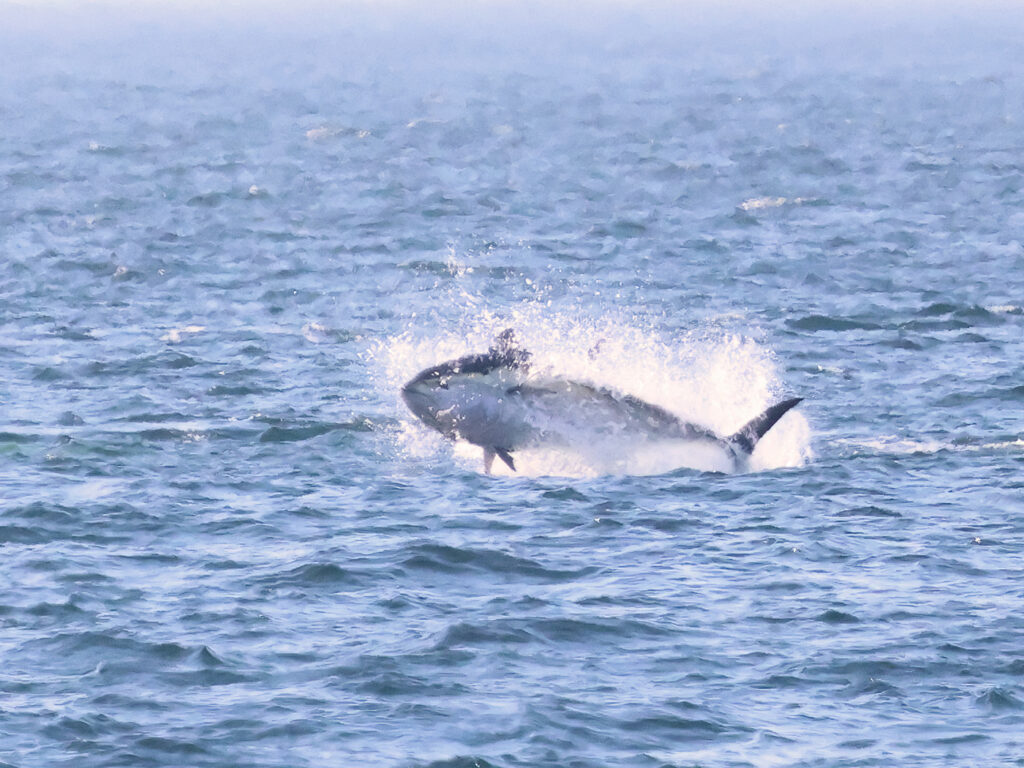 Blåfenad tonfisk (Atlantic bluefin tuna) i Öresund mellan Helsingborg och Helsingör.