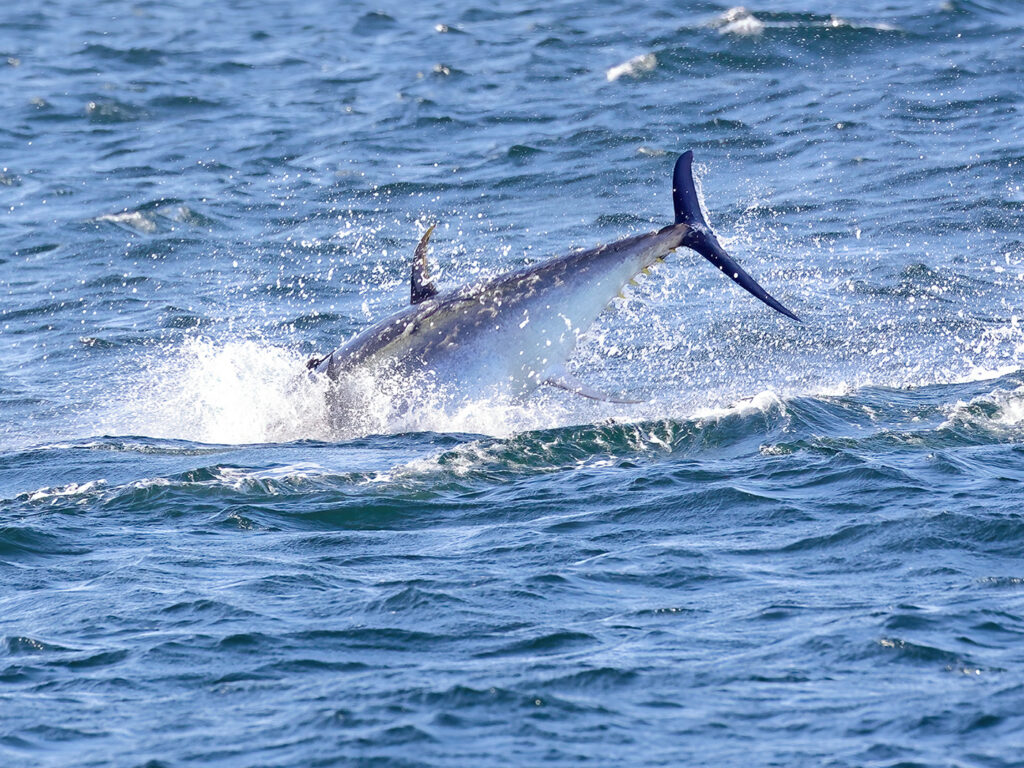 Blåfenad tonfisk (Atlantic bluefin tuna) i Öresund mellan Helsingborg och Helsingör.