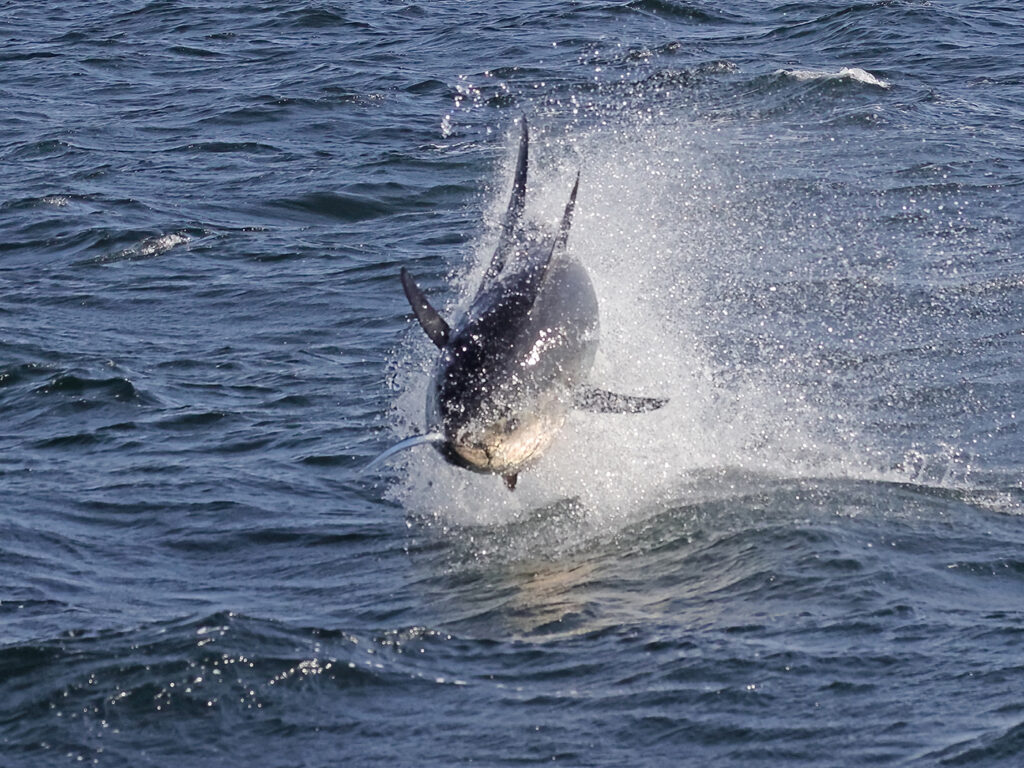 Blåfenad tonfisk (Atlantic bluefin tuna) i Öresund mellan Helsingborg och Helsingör.