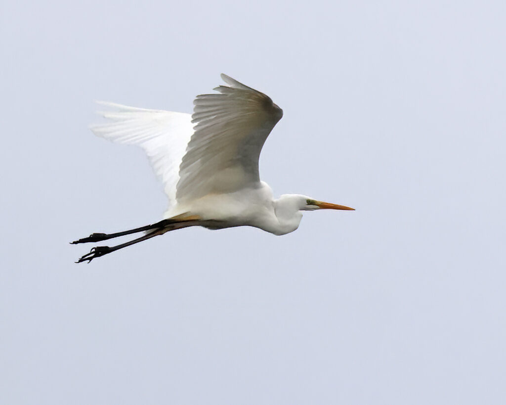 Ägretthäger (Great white Heron) vid Västrevet, Ölands Södra Udde