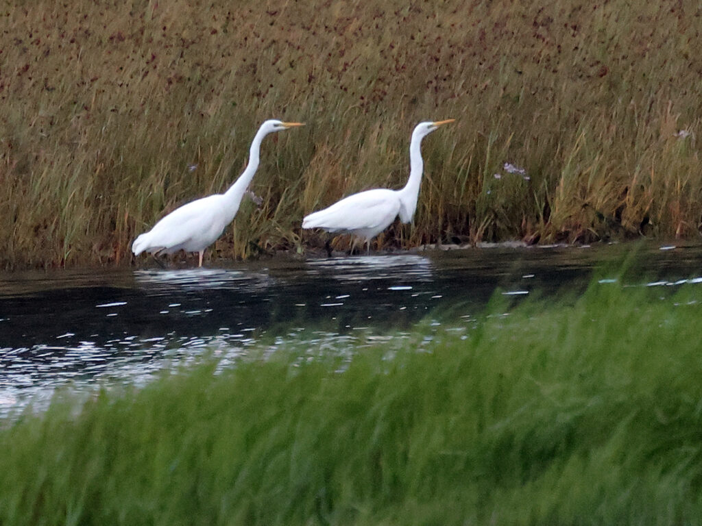 Ägretthäger (Great white Heron) tillsammans vid Stora Amundö, Göteborg