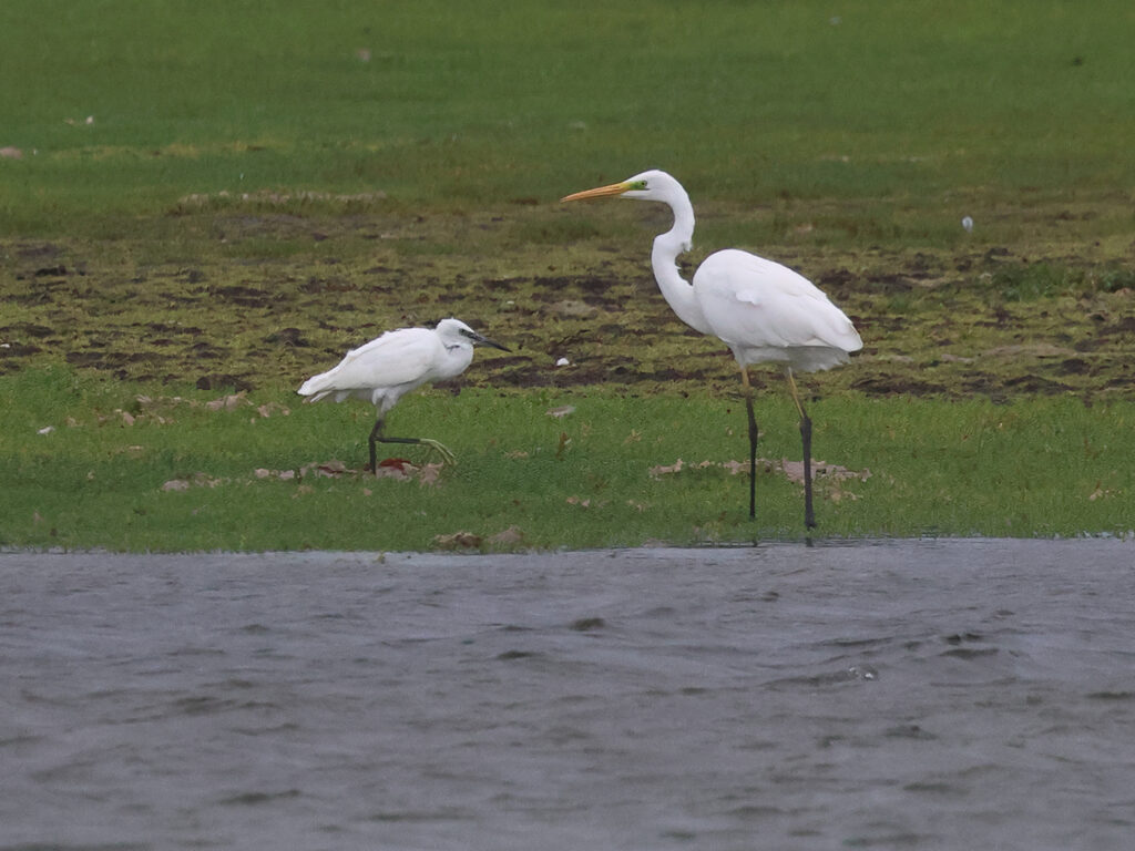 Ägretthäger (Great white Heron) tillsammans med Silkeshäger (Little Egret) vid Stora Amundö, Göteborg