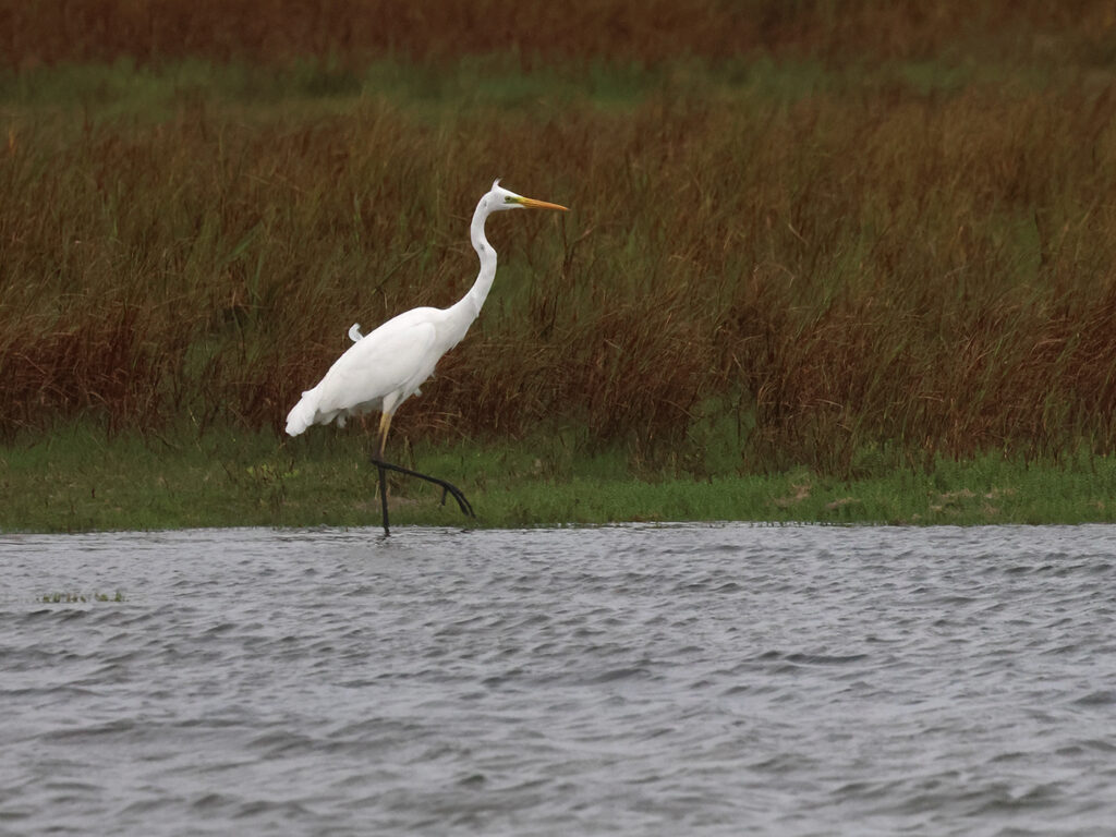 Ägretthäger (Great white Heron) tillsammans vid Stora Amundö, Göteborg