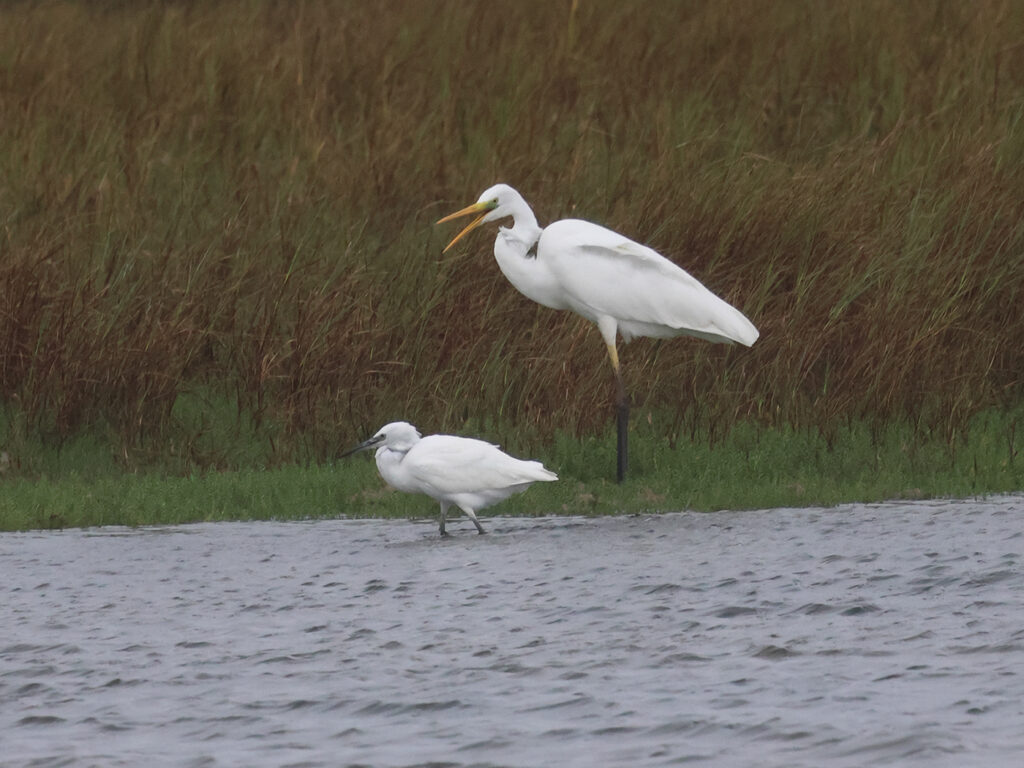 Ägretthäger (Great white Heron) tillsammans med Silkeshäger (Little Egret) vid Stora Amundö, Göteborg