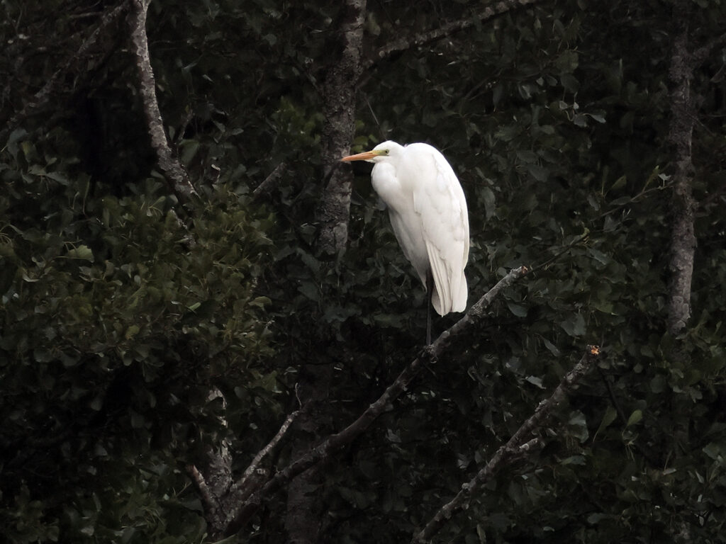 Ägretthäger (Great white Heron) vid Stora Amundö, Göteborg