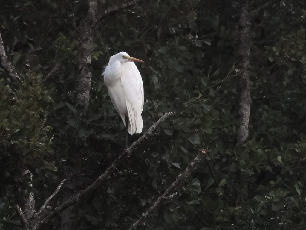 Ägretthäger (Great white Heron) vid Stora Amundö, Göteborg