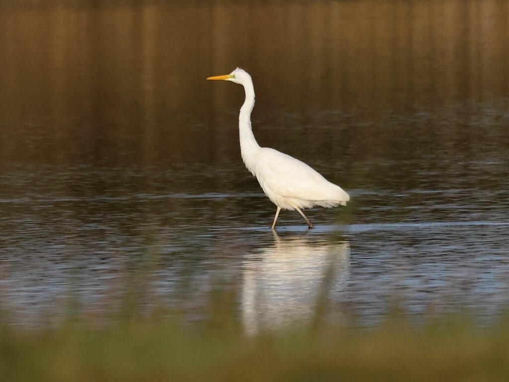 Ägretthäger (Great white Heron) vid Stora Amundö, Göteborg