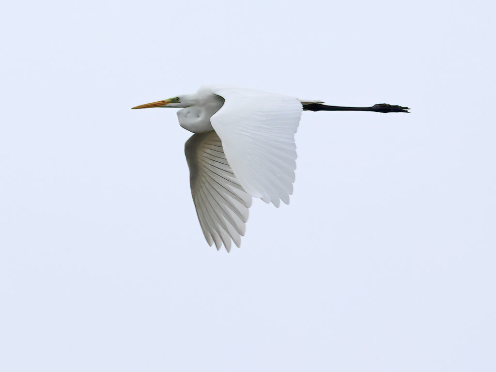 Ägretthäger (Great white Heron) vid Havshuvudet, Stora Amundö utanför Göteborg