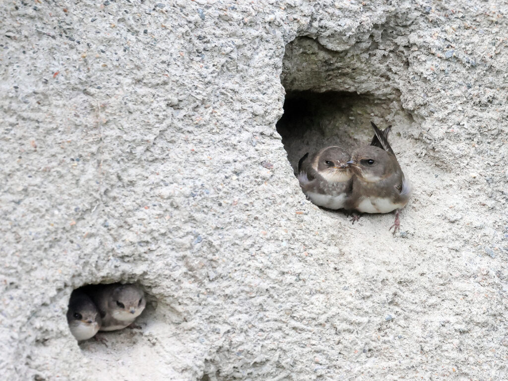 Backsvala (Sand Martin) vid Getterön, Varberg