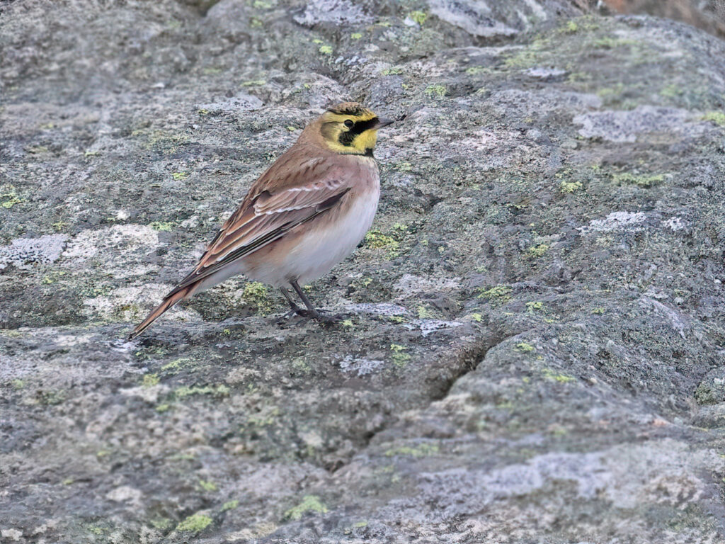 Berglärka (Horned Lark) vid Havshuvudet på Stora Amundö, Göteborg