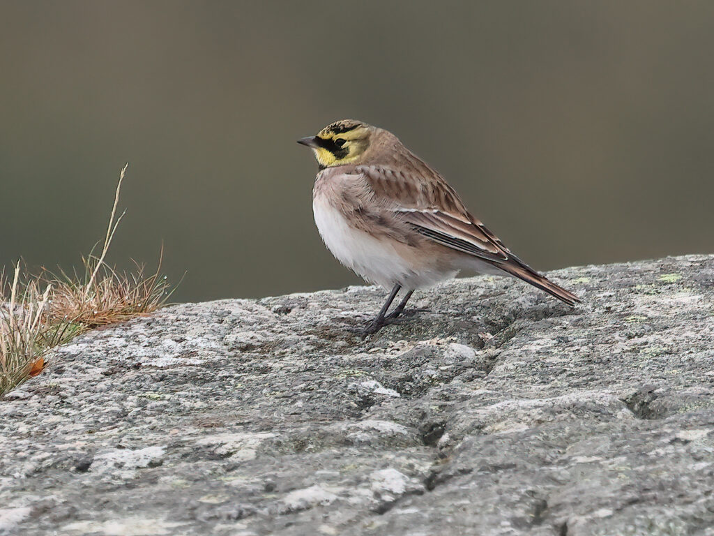 Berglärka (Horned Lark) vid Havshuvudet på Stora Amundö, Göteborg