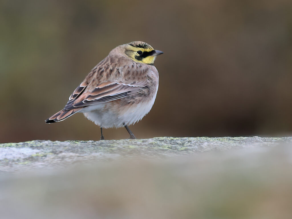 Berglärka (Horned Lark) vid Havshuvudet på Stora Amundö, Göteborg